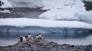 V Antarktíde zomreli tisícky tučniakov, prežili len dve mláďatá