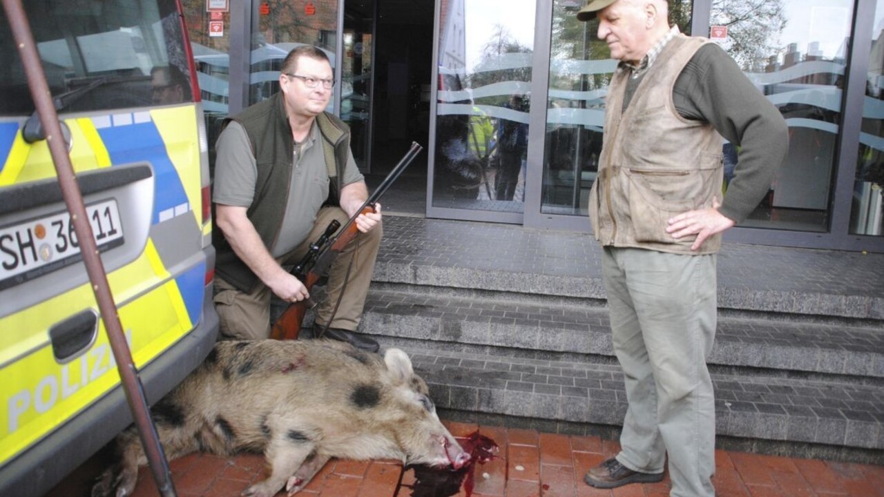 Diviaky vyčíňali v meste, mužovi dokonca odhryzli časť prsta