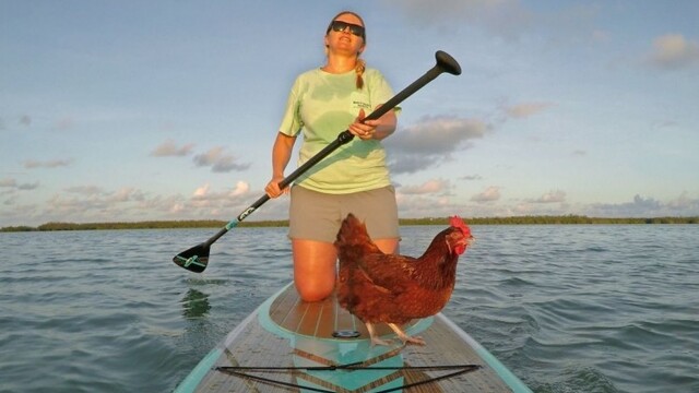 keys-paddleboarding-chicken-09195-bc8206762b974cfc8598a9595bd409ad-0a000002-8156-a44b_7f000001-eff5-9c53.jpg