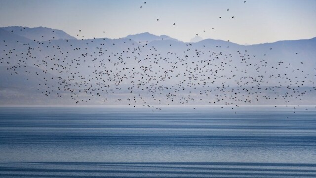 switzerland-autumn-starlings-98937-8682a2316f524b59975138fff4135908_7f000001-f128-cb3b.jpg
