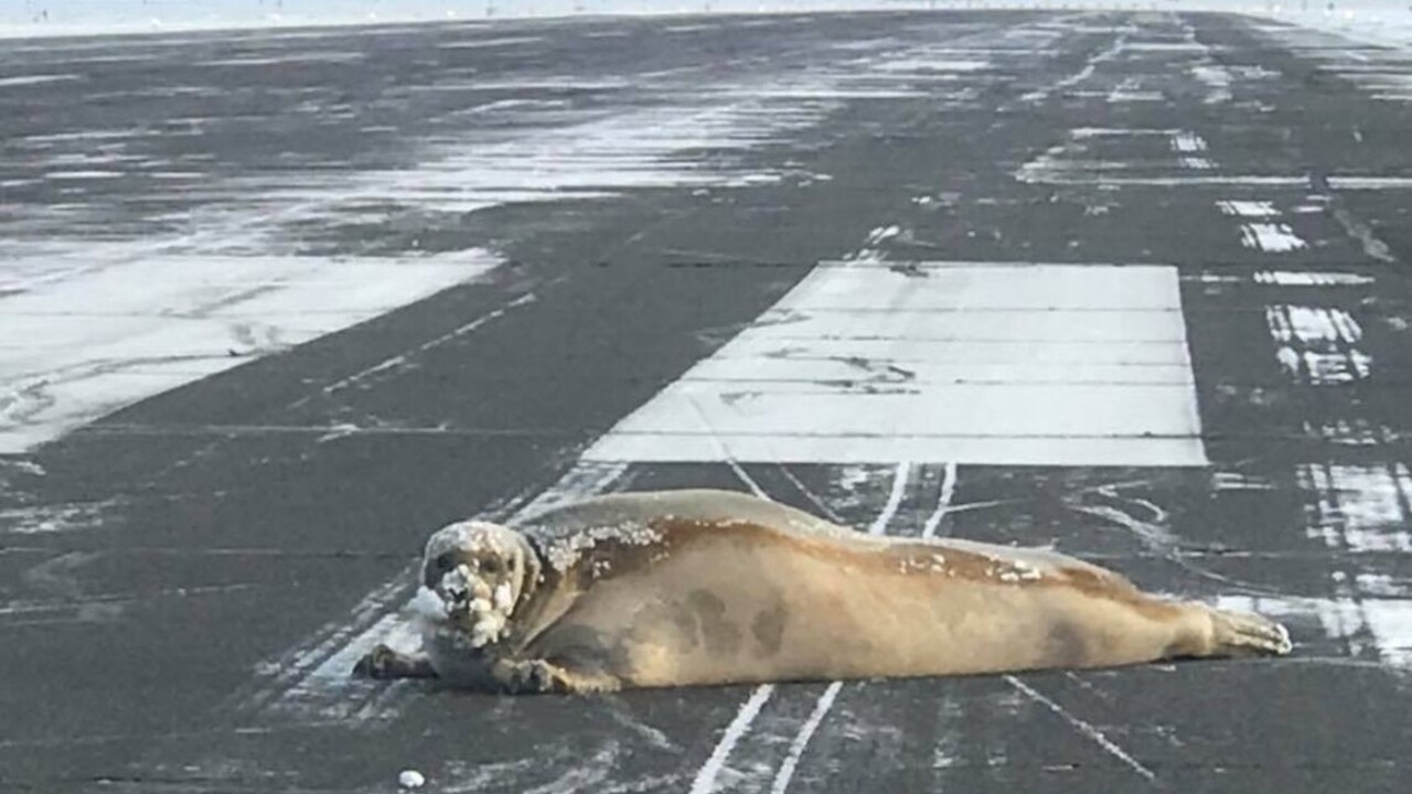 Letiskovú dráhu zablokoval vyše 200-kilogramový tuleň