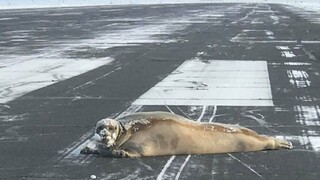 Letiskovú dráhu zablokoval vyše 200-kilogramový tuleň