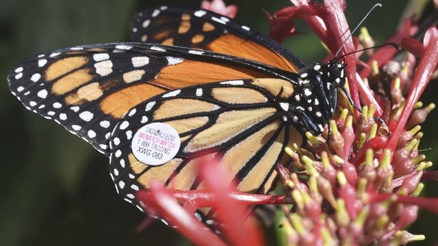 monarch-butterfly-migration-57987-c4ad56edf44d4b508cded56a910af63d_7f000001-399c-0c20.jpg