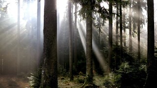 Les stromy svetlo príroda 1140 px (SITA/AP)