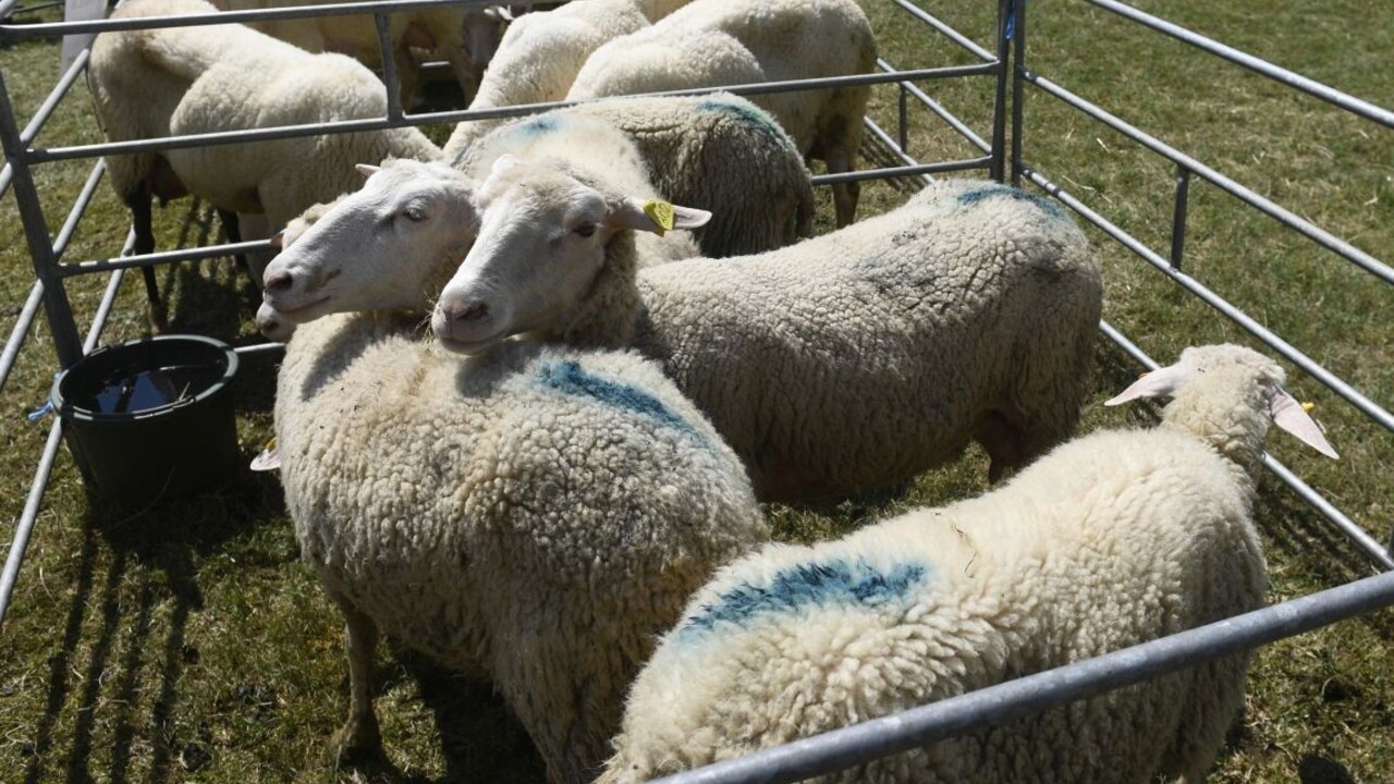 Na Spiši vyčíňa vlčia svorka, farmári si už nevedia rady
