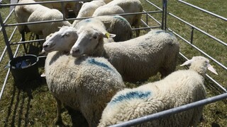 Na Spiši vyčíňa vlčia svorka, farmári si už nevedia rady