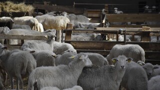 Chovateľom oviec sa predražuje výroba, môže za to klimatická zmena