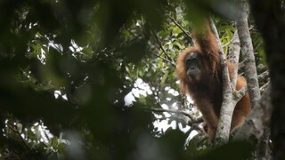 Vedci objavili nový druh orangutana, sú ich len stovky