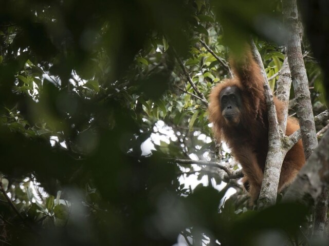 Vedci objavili nový druh orangutana, sú ich len stovky