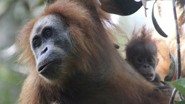 indonesia-orangutans-new-species-07355-96067e8eb9e84328b3f9717630282338_7f000001-1352-c418.jpg