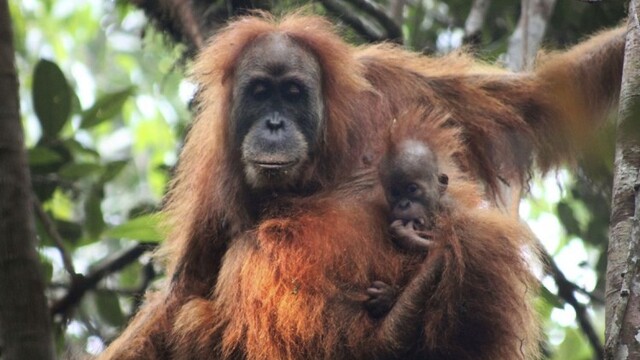 indonesia-orangutans-new-species-31143-23c5d5ea7faf4c27bcda7107b6a7b835_7f000001-136c-1e3c.jpg