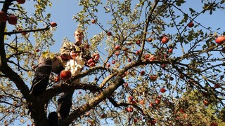 Cena jabĺk stúpla, dôvodom sú tohtoročné jarné mrazy