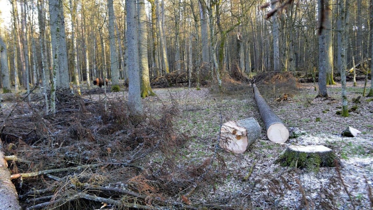Súdny dvor EÚ zakázal Poľsku výrub Bielovežského pralesa