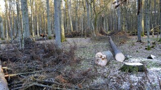 Súdny dvor EÚ zakázal Poľsku výrub Bielovežského pralesa