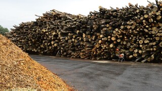 Lesníci chcú predávať drevo podľa nových pravidiel