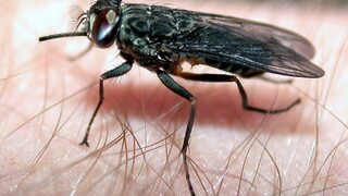 Vedci varujú: Muchy sú nebezpečnejšie, ako sme si vedeli predstaviť