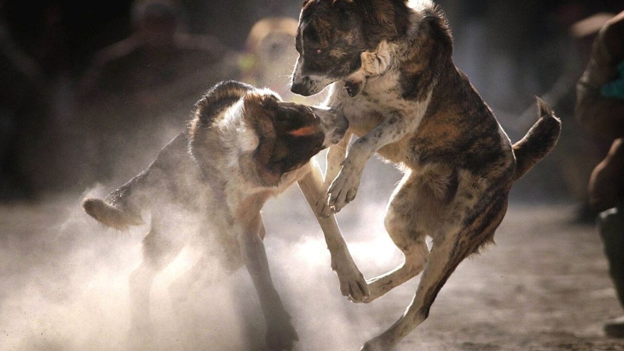 Zomierajú stovky psov, zastavte ich zápasy, vyzýva SaS