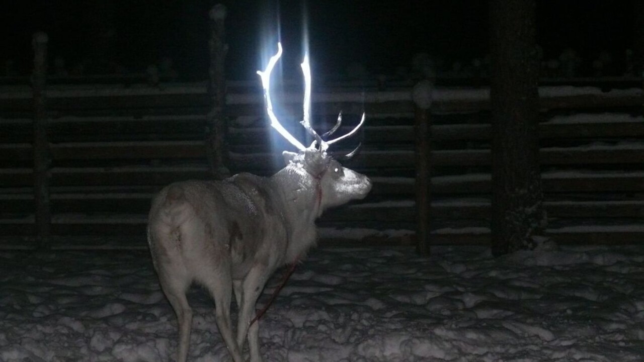 V Nórsku pribúda kolízií sobov s vlakmi, za pár dní ich zahynulo viac než sto