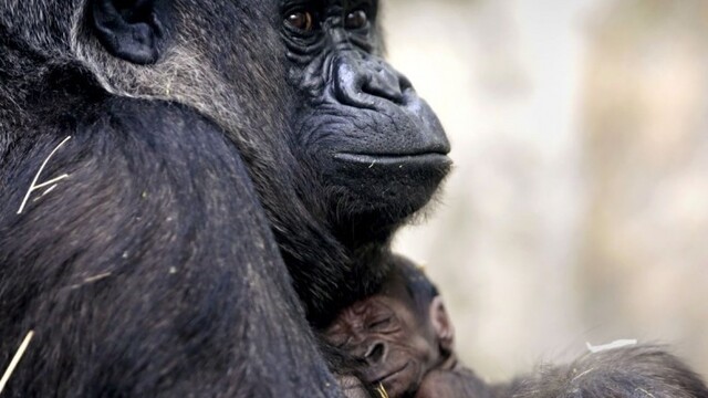toledo-zoo-baby-gorilla-36603-a5b1149ed919461299f68caf3ded010b_7f000001-28b5-c950.jpg