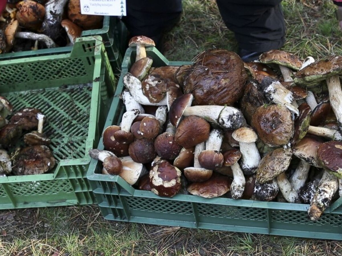 Zadržali obrovskú zásielku rádioaktívnych húb, zrejme z Černobyľu
