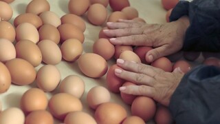 Ako ďalej s nedostatkom vajec? Ministerka chce Slovákov upokojiť