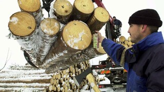 Realizujeme najjemnejší výrub, reagovali lesníci na lesoochranárov