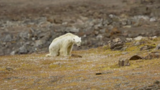 Fotograf nakrútil zdrvujúcu scénu umierajúceho ľadového medveďa