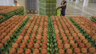 Slovensko má prebytok vajec a ich ceny sa znížia, tvrdia hydinári