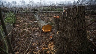 výrub lesy príroda drevo 1140px (SITA/Jozef Jakubčo)