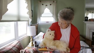 Inteligentná robotická mačka pomôže seniorom, ktorí žijú sami