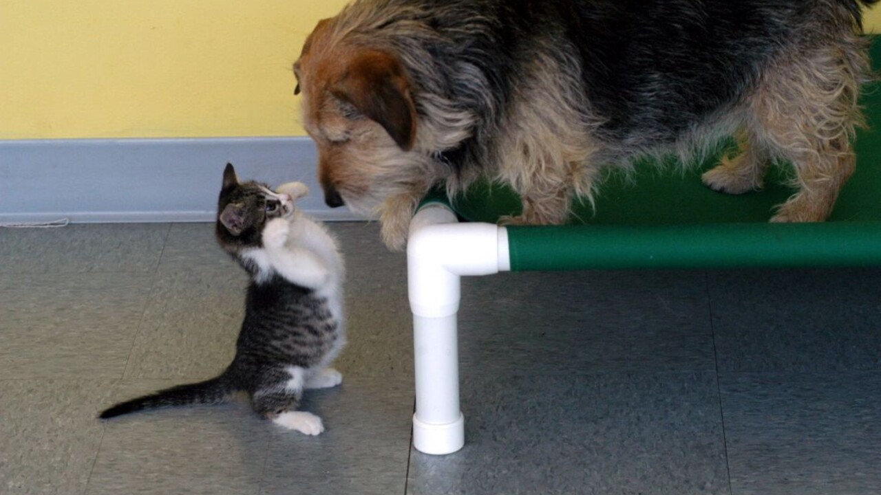 mačka pes 1140 px (TASR)