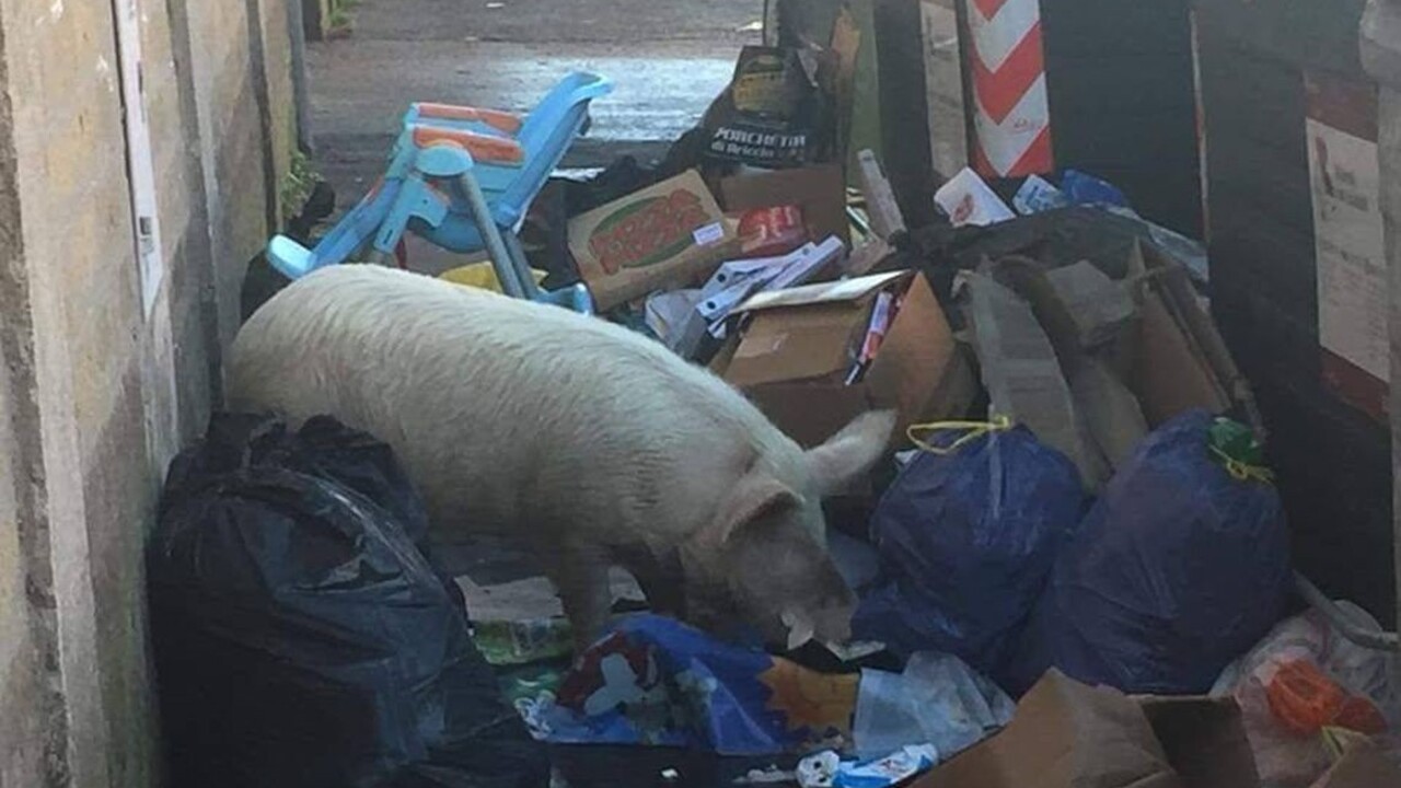 Fotografia mafiánskeho prasaťa sa stala témou talianskych volieb