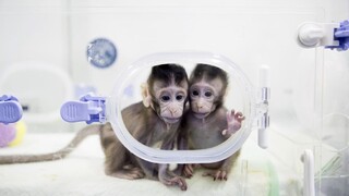 V Číne už vedia klonovať primáty, úspech otvára cestu k človeku
