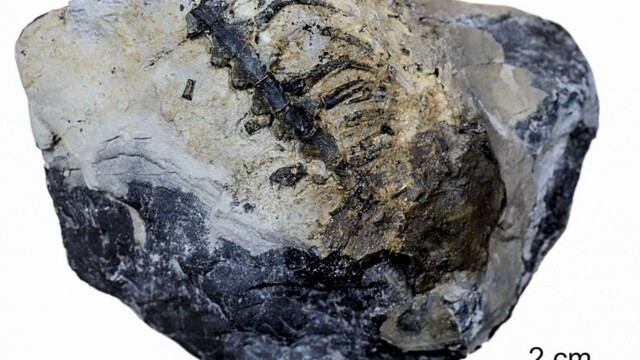 180212-najstarsi-stavovec-2-pachypleurosaur-z-nizkych-tatier-foto-juraj-surka-00000002_7f000001-5c64-65b5.jpg
