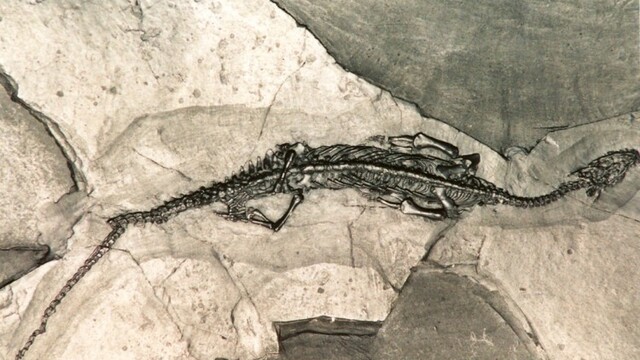 pachypleurosaurus_7f000001-5e22-1231.jpg