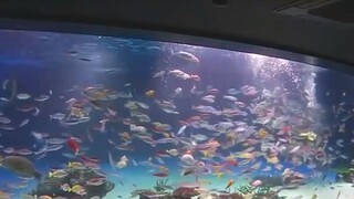 Valentín priniesol dočasnú prácu / Sviatok zaľúbených oslávili aj zvieratká