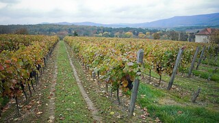Agrorezort zvýši počet vinohradníckych obcí, všimol si rastúci záujem