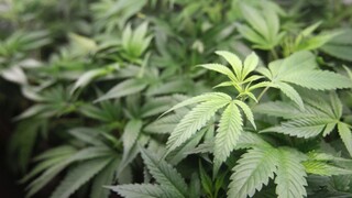 Nemecko predstaví návrhy na legalizáciu marihuany. Európska komisia tieto plány odobrila