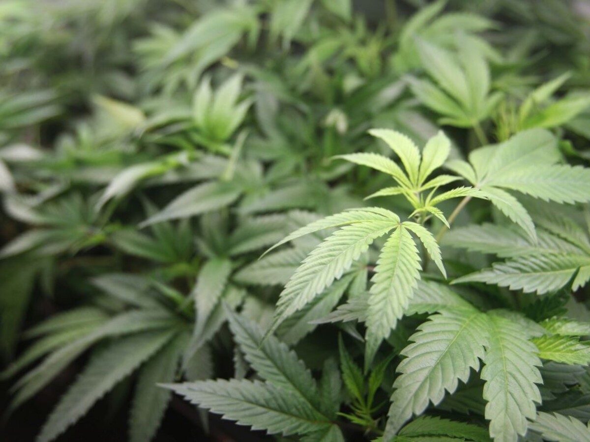 marihuana 1140 px (TASR)