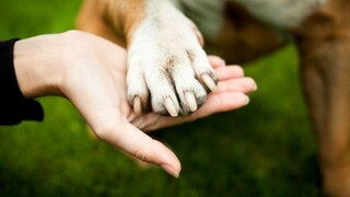 Čipovanie psov bude povinné, majitelia budú riskovať pokuty