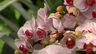 Tropické divadlo v New Yorku / Paríž plný hospodárskych zvierat