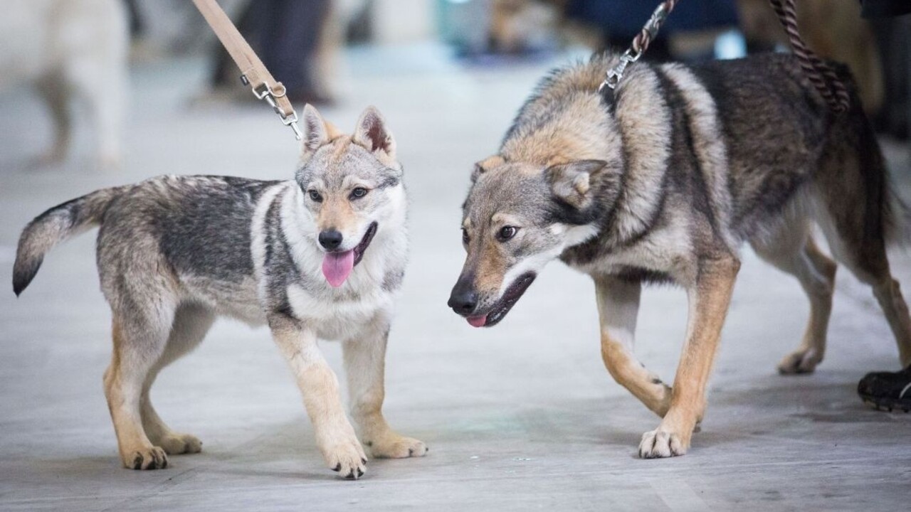 Čipovania sa nebojte, odkazujú veterinári psíčkarom. Takto má vyzerať