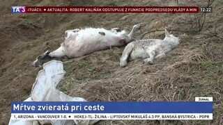 Pri ceste pohodili uhynuté zvieratá, v Bystranoch hrozí nákaza