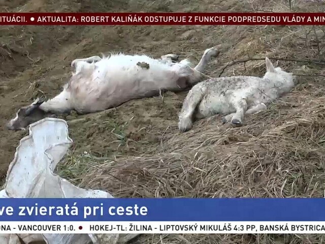 Pri ceste pohodili uhynuté zvieratá, v Bystranoch hrozí nákaza