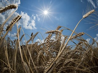 Firmy Talianov z Kuciakovho článku mali dostať miliónové agrodotácie