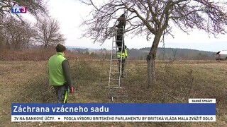 V Ilavskom okrese zachraňujú po rokoch zanedbávania vzácny sad
