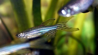 Matematička Univerzity Komenského navrhla nový prístup ku skúmaniu správania zvierat