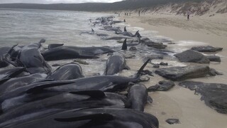 V Austrálii zahynulo vyše 100 veľrýb, uviazli na pobreží