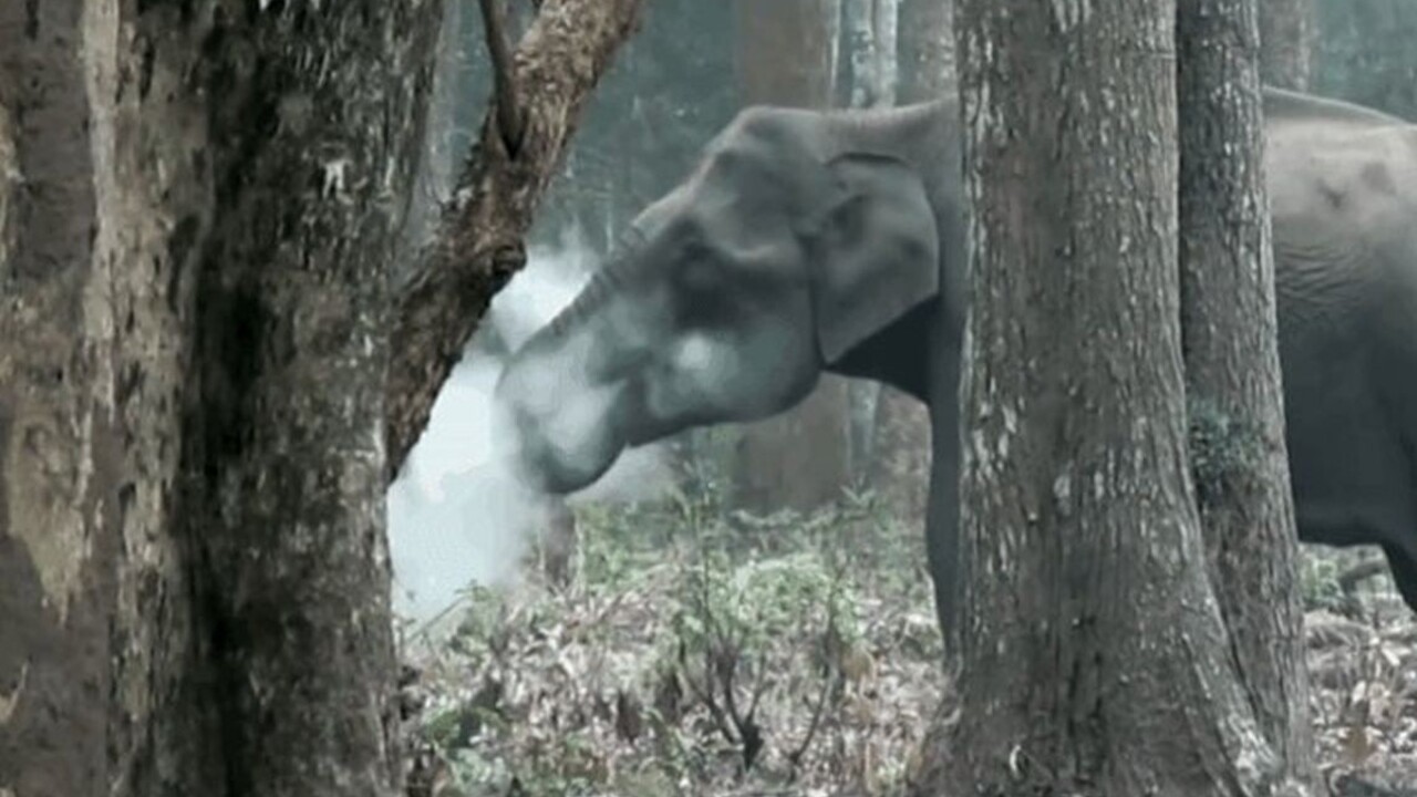 Droga či liek? Slonicu nafilmovali, ako vdychuje dym z uhlia