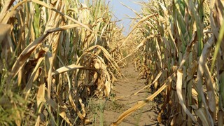 Európsky úrad preverí, či Slovensko nezneužívalo agrodotácie